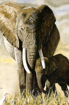 Mom’s Elephant watercolor painting by Henry W. Berger